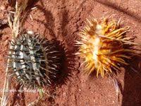 Image result for Cucumis ficifolius