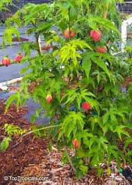 Image result for Abutilon austro-africanum
