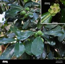 Image result for Warburgia ugandensis