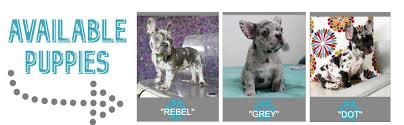 W elcome fluffy frenchie puppy, a purebred fluffy french bulldog breeder based in zearing, iowa. French Bulldog Puppies Fluffy Frenchbulldogs Com
