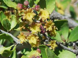 Image result for Olax obtusifolia