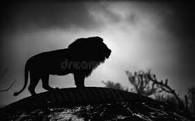 Worldwide shipping available at society6.com. 10 961 Lion Black White Photos Free Royalty Free Stock Photos From Dreamstime