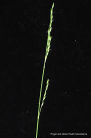 Image result for Acroceras macrum