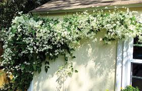 Maybe you would like to learn more about one of these? Darrell Blackwelder Column Sweet Autumn Clematis Has Brilliant Color Salisbury Post Salisbury Post