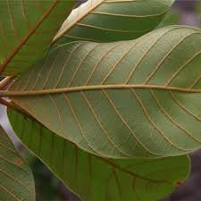 Image result for Pouteria adolfi-friederici