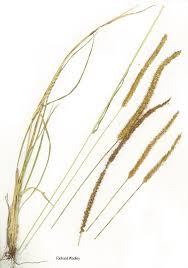 Image result for Setaria sphacelata