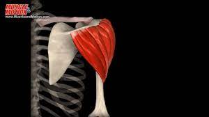 Deltoid muscle. Origin, insertion, actions on Make a GIF