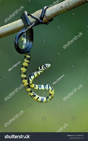 Image result for Spilotes pullatus