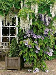 Galerie Kletterpflanzen Wohnen Kletterpflanzen Pflanzen Traumgarten