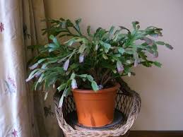 Use a pot that is the same size as the christmas cactus's original pot, or no more than 1 withhold water for one to two weeks after repotting so any broken or damaged roots have time to heal over. Repotting Christmas Cactus When How To Transplant Christmas Cactus