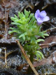 Image result for Limnophila ceratophylloides