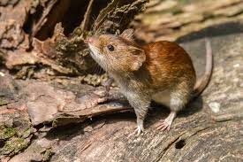 Er zijn verschillende soorten hantavirussen. Rki Warnt Gefahrliches Hantavirus Breitet Sich Immer Massiver Aus So Schutzt Man Sich Am Besten Heilpraxis