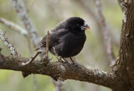 Darwin's finches — large ground finch, medium ground finch small tree finch, warbler finch scientific classification kingdom … Medium Ground Finch Wikipedia