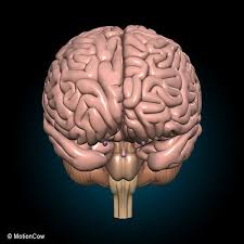3d Other Human Brain Anatomy In 2020 Brain Anatomy Human Brain Anatomy Human Brain