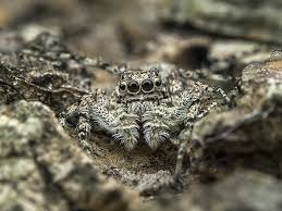 Outdoor cats can survive slightly longer without drinking water than their indoor counterparts because they get fluids from the prey they catch. Jumping Spider Facts Animals Of North America Worldatlas