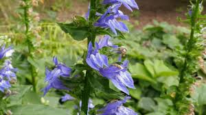 Image result for Lobelia minutula