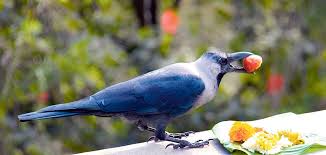 Bildergebnis für Kaag)