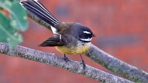 The definition of a purebred in the dictionary is the following: New Zealand Birds A Z Native Animal Conservation