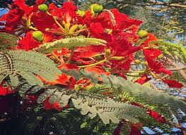 Its flower is the provincial flower of chainat province, thailand. 5 Unique Trees That Make Bangalore India S Garden City Hello Travel Buzz