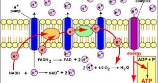Electron Transport Chain Biochemistry Science Biology Biology Notes