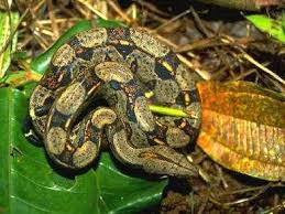 What Kind Of Animals Are In The Amazon Rainforest Rainforest Animals Amazon Rainforest Rainforest