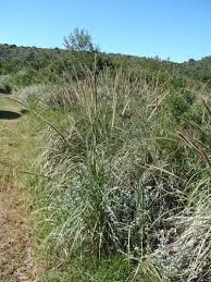 Image result for Cenchrus macrourus