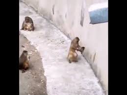 Yavrusu Ile Donen Maymun Komik Video In 2020 Dogs Animals Outdoor