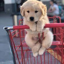 4,242 likes · 18 talking about this. Golden Retriever Puppies Home Facebook