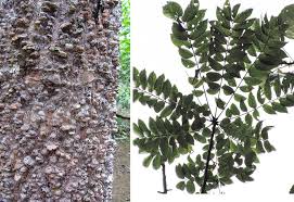 Image result for Zanthoxylum sp. A