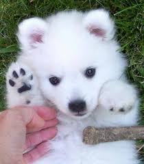 Check spelling or type a new query. I Don T Think I Ve Seen Cuter Japanese Spitz Puppy Cute Baby Puppies Cute Animals