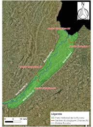 Image result for Vernonia lampropappa