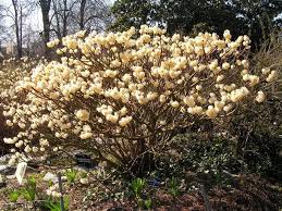 5 pcs this is a beautifull flower seeds, easy to grow that you like. Edgeworthia Chrysantha Architectural Plants