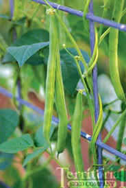 Check spelling or type a new query. Pole Beans Kentucky Blue Bean Pole Beans Beans Trellis Best Green Beans Ever