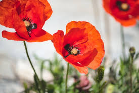 How to Plant and Care for Poppies