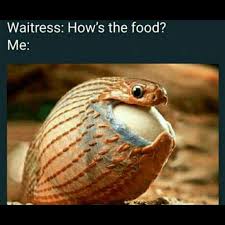 Snakes Mouth Meme Snakes Mouth Snakes Mouth Meme Snakes Mouth Snakes Mouth Open Snakes Mouth Sna Funny Animals Funny Animals With Captions Animals