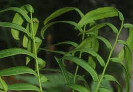 Image result for Marattiaceae