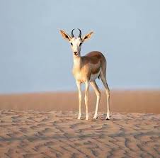 نتيجة بحث الصور عن صور غزلان Animals Kangaroo