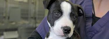 If you are fostering and have a question about medical care, please contact your foster buddy immediately. Can You Help Temporarily Foster An Animal Rspca