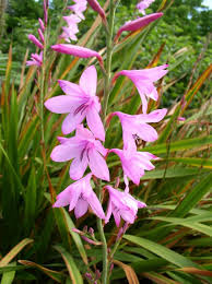 Image result for Watsonia borbonica