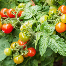 57% der deutschen haushalte zur miete, davon ein großteil in mietwohnungen. Tomaten Richtig Pflegen 10 Tipps Fur Eine Reiche Ernte