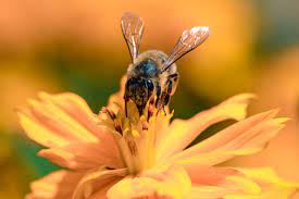 10 Tips For Macro Iphone Photography Close Up Smartphone Photos Macro Photography Macro Photography Tips Macro Photography Gear