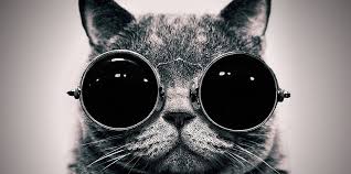 Twitter Kedili Kapak Fotograflari Hayvan Kedi Fotograf