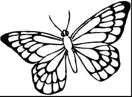 Drawing butterfly silhouette, nature elements. Side View Butterfly Outline Drawing Novocom Top