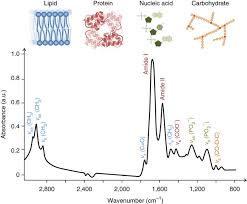 A simple harmonic oscillator consists of an particle of mass m and an ideal spring with spring constant k. Using Fourier Transform Ir Spectroscopy To Analyze Biological Materials Nature Protocols