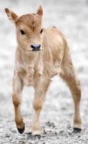 Baby Animals From Around The World Cute Cows Animals Animals Beautiful