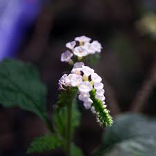 Image result for Heliotropium indicum