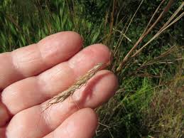 Image result for Hyparrhenia anamesa