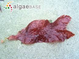 Image result for Eulalia polyneura