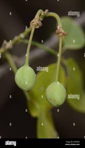 Image result for Maerua edulis