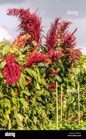 Image result for Amaranthus cruentus